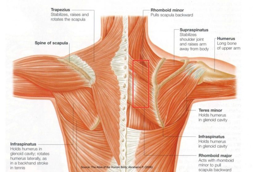 has-your-shoulder-pain-not-resolved-your-thoracic-spine-may-be